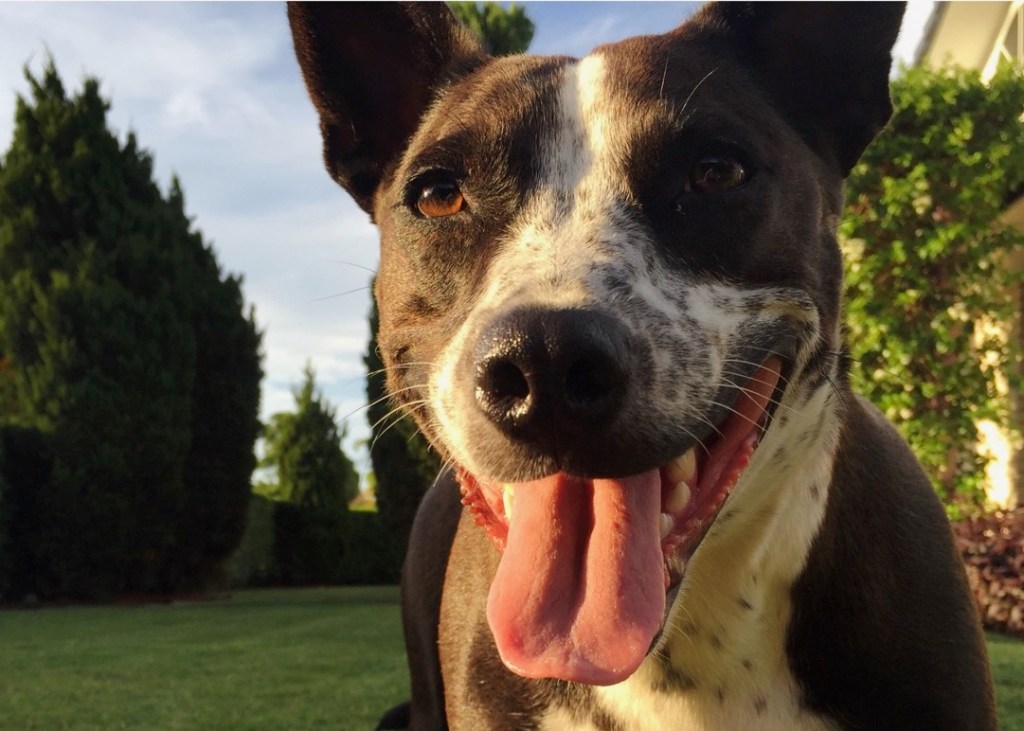 A Pawfect Start to the&nbsp;Day